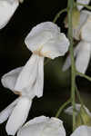 Kentucky yellowwood